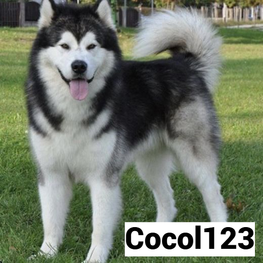 COCOL123