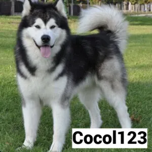 Cocol123 Menyatukan Elemen Futuristik Kesegaran Yang Menawan